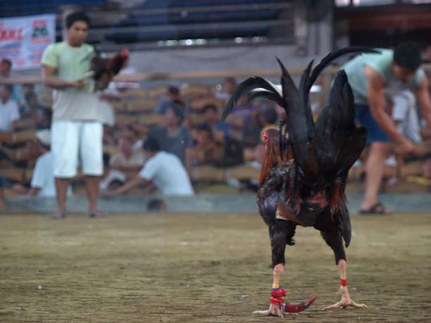 Giới Thiệu Về Đá Gà